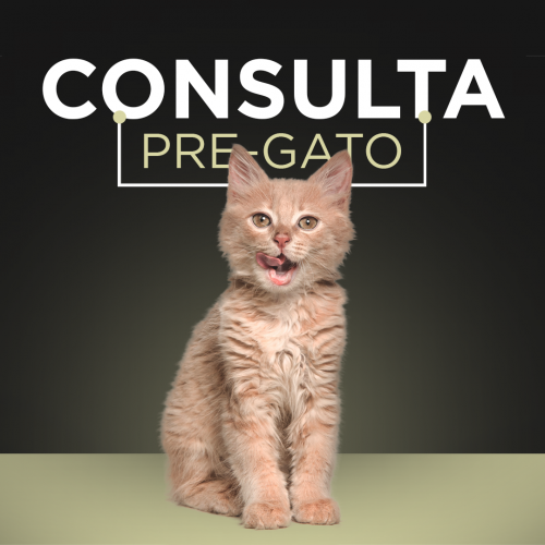 Consulta Etológica Pre-gato